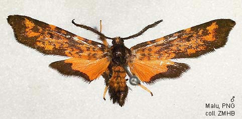 Malu Insects Papua Insects Foundation (Lepidoptera/Erebidae(Arctiinae)/Trichocerosia ...